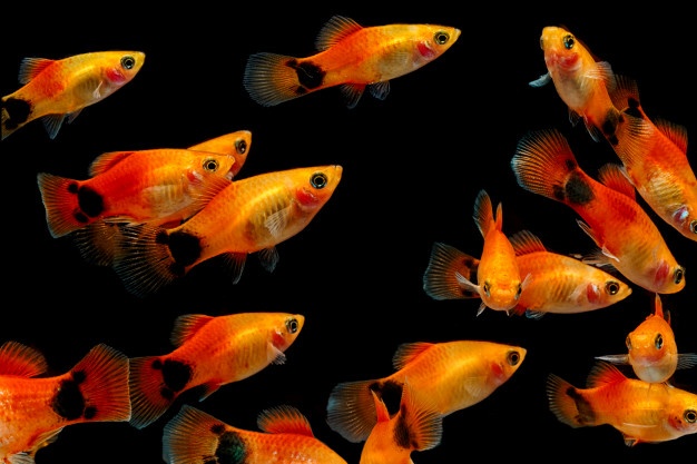 10 Jenis ikan hias yang cantik dan mudah dipelihara di akuarium