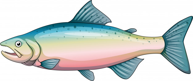 10 Jenis ikan hias yang cantik dan mudah dipelihara di akuarium