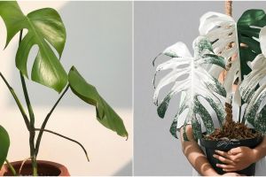 7 Jenis monstera untuk hiasan rumah, unik dan populer