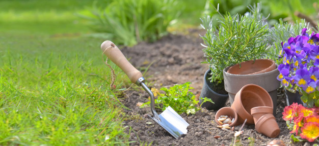 7 Cara menanam rumput gajah mini di halaman rumah dengan mudah