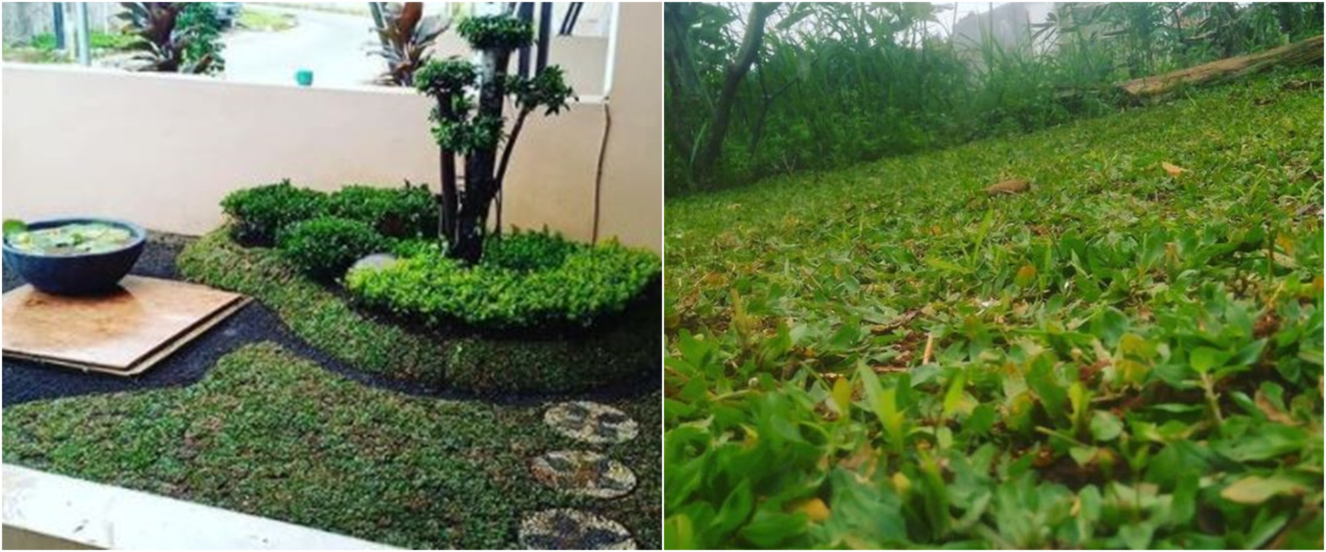 7 Cara menanam rumput gajah mini di halaman rumah dengan mudah