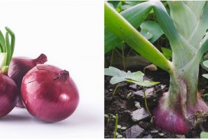 7 Cara menanam bawang merah di rumah, mudah dan cepat tumbuh