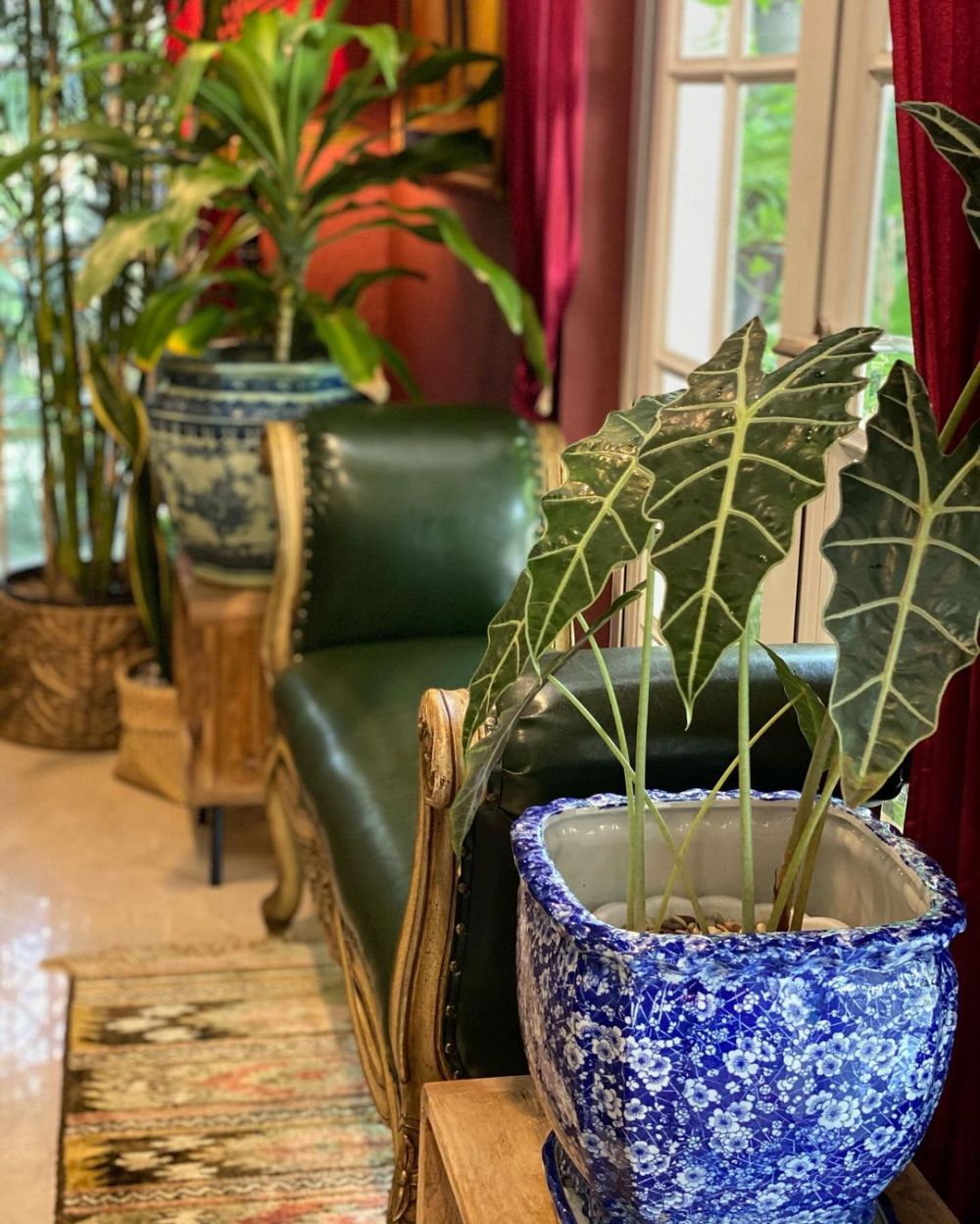 10 Potret koleksi tanaman hias Yuni Shara, asri dan rapi