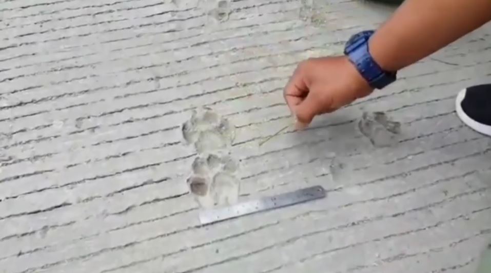 Viral jejak misterius di Gunung Merapi, begini faktanya