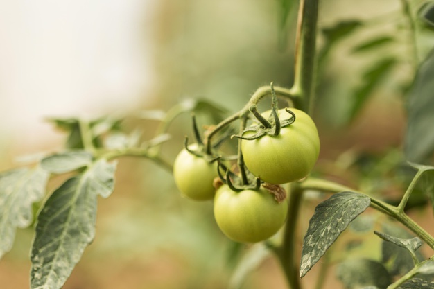 7 Cara menanam tomat di pot, mudah tumbuh dan hemat tempat