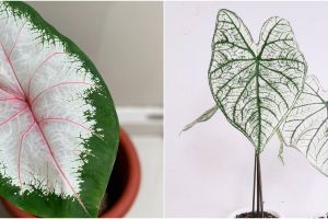 10 Jenis tanaman keladi yang cocok dijadikan hiasan rumah