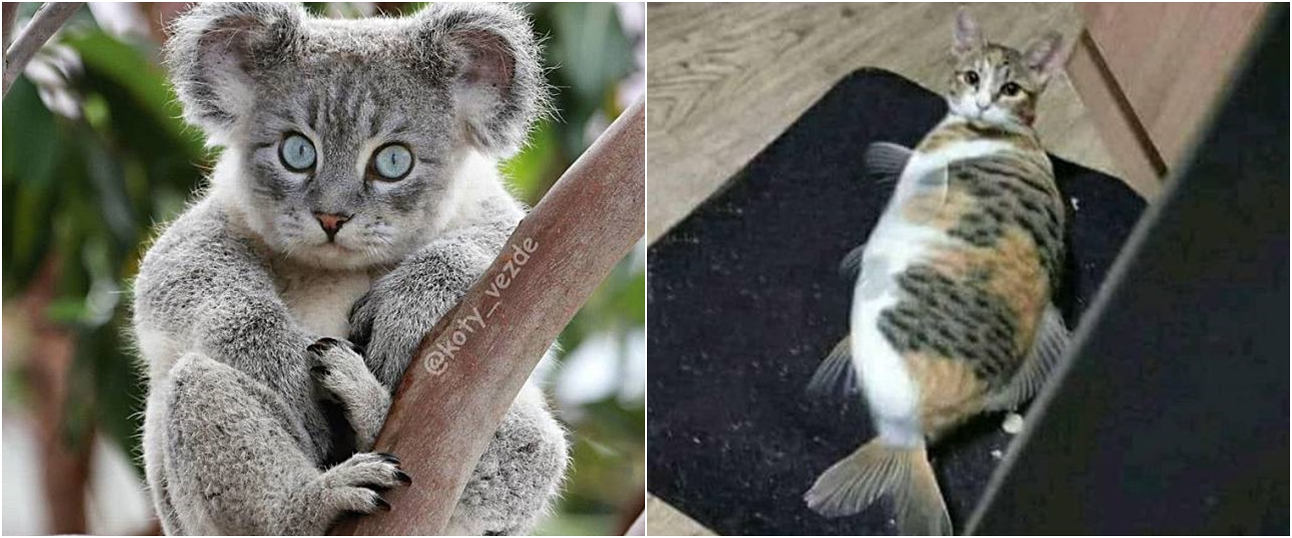 10 Editan potret kucing disatukan dengan hewan lain, bikin tepuk jidat