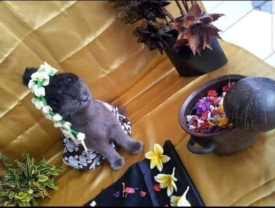 Pria ini gelar acara 7 bulanan kucing peliharaan, ini penampakannya