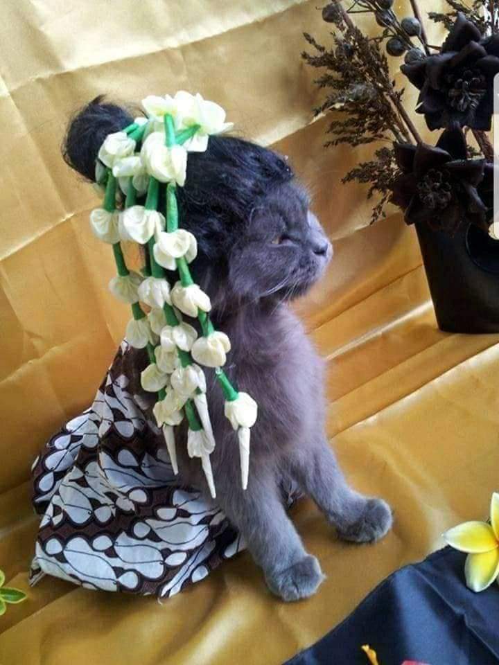 Pria ini gelar acara 7 bulanan kucing peliharaan, ini penampakannya