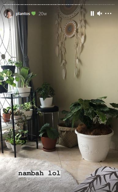 10 Potret koleksi tanaman hias Haico van der Veken, disayang bak anak