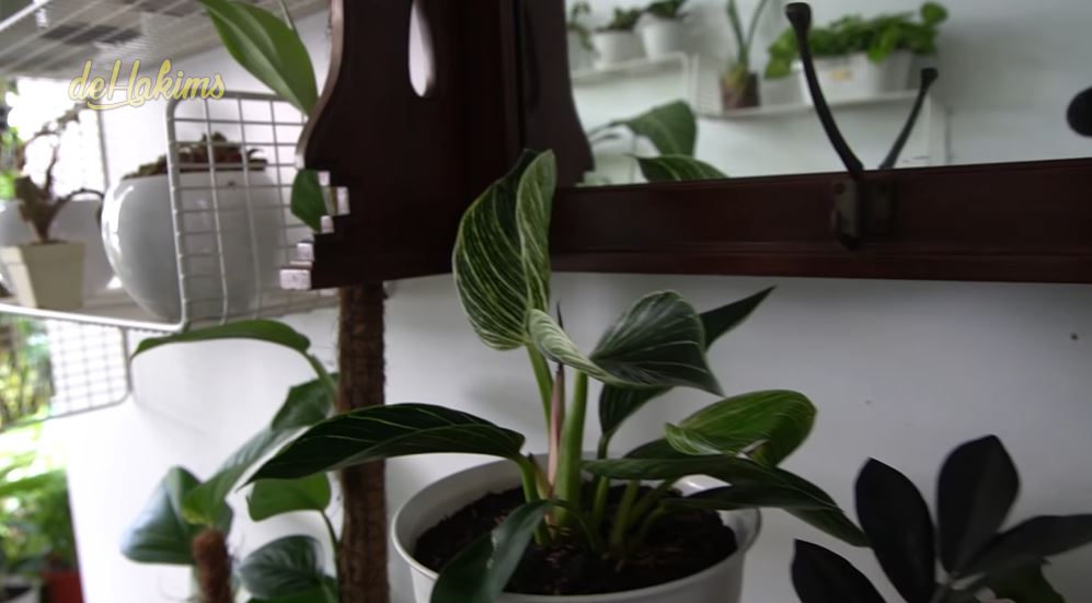 10 Potret kebun dalam rumah Soimah, asri dan rapi