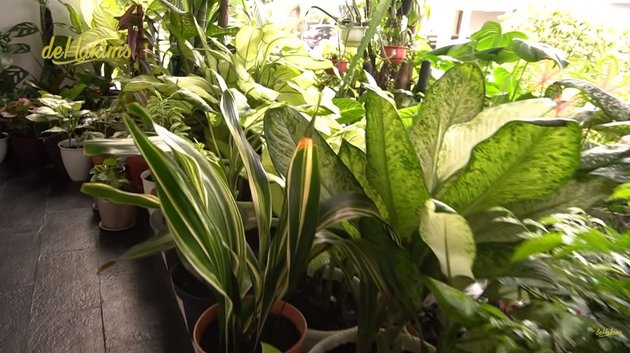 10 Potret kebun dalam rumah Soimah, asri dan rapi