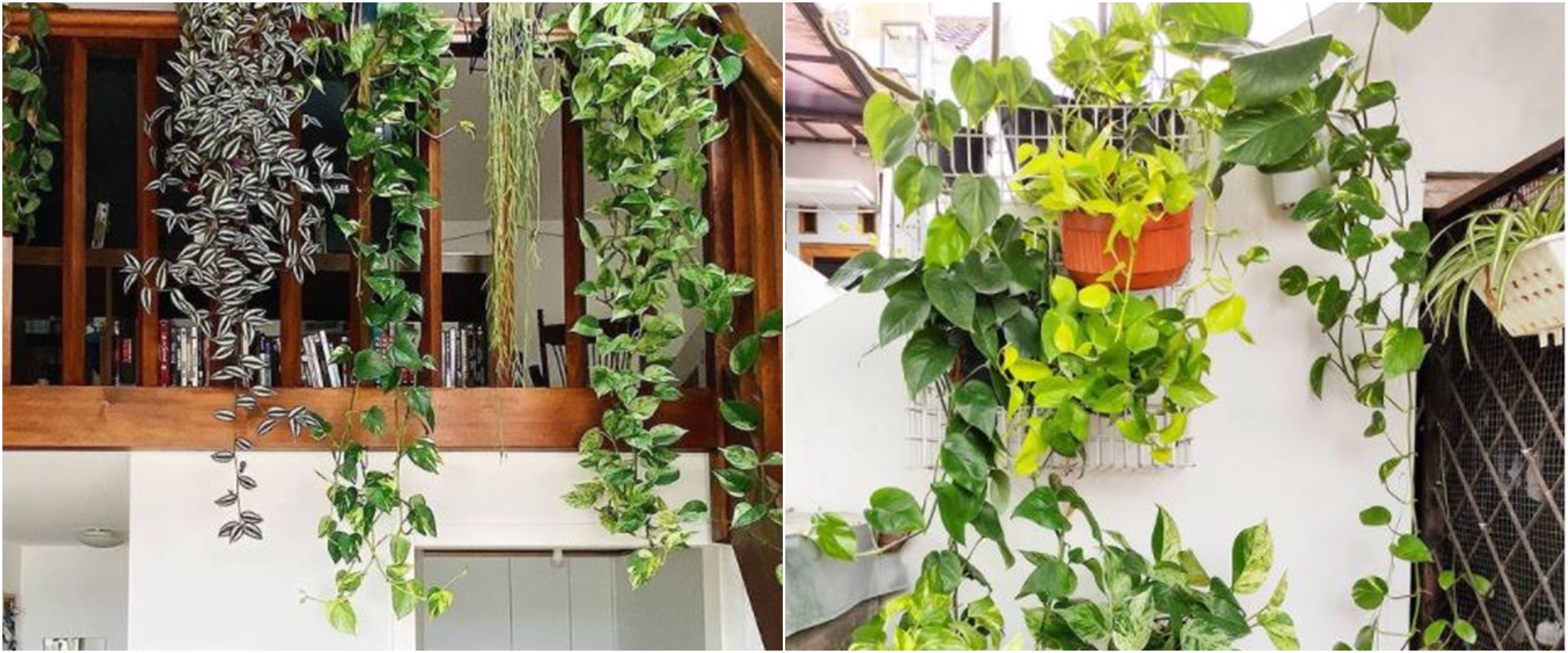 10 Jenis tanaman hias gantung untuk dekorasi, bikin rumah jadi ca - Jenis Tanaman Hias Gantung Dalam Ruangan
