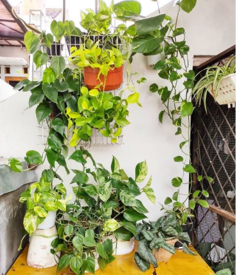10 Jenis tanaman hias gantung untuk dekorasi, bikin rumah jadi cantik
