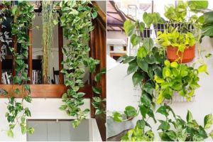 10 Jenis tanaman hias gantung untuk dekorasi, bikin rumah jadi cantik