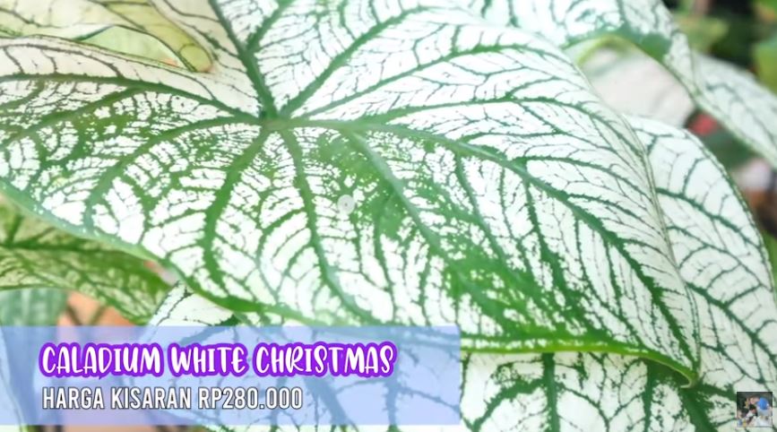 10 Potret koleksi tanaman hias Titi Kamal, harganya bikin melongo