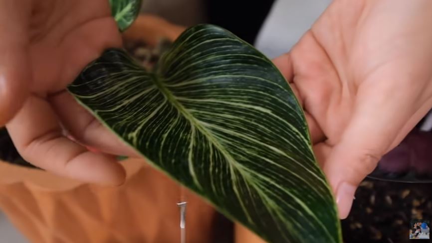 10 Potret koleksi tanaman hias Titi Kamal, harganya bikin melongo