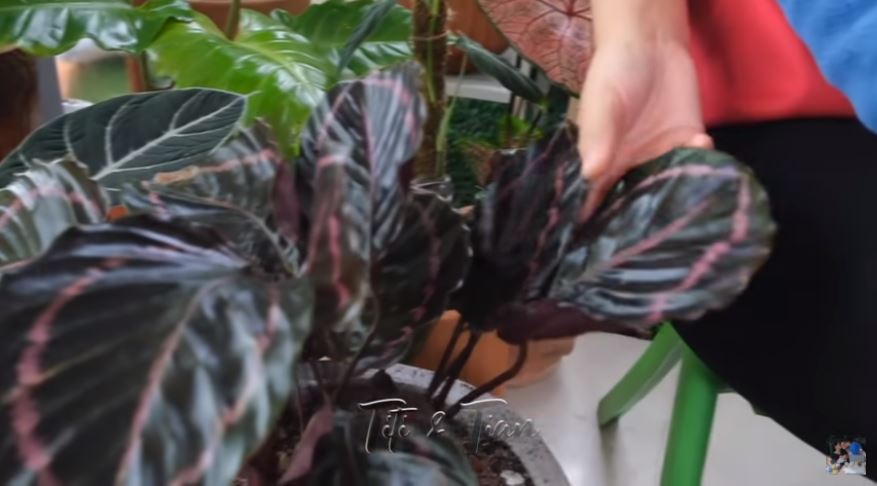 10 Potret koleksi tanaman hias Titi Kamal, harganya bikin melongo