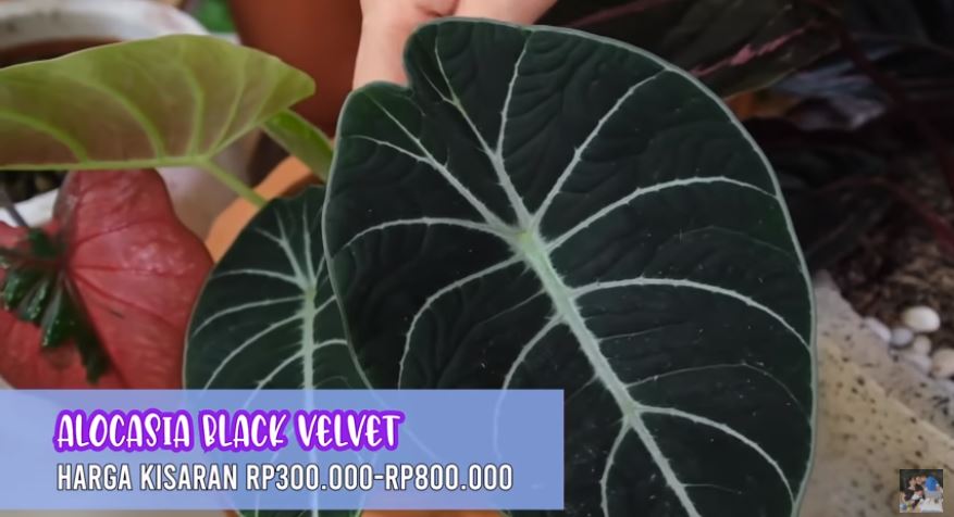 10 Potret koleksi tanaman hias Titi Kamal, harganya bikin melongo