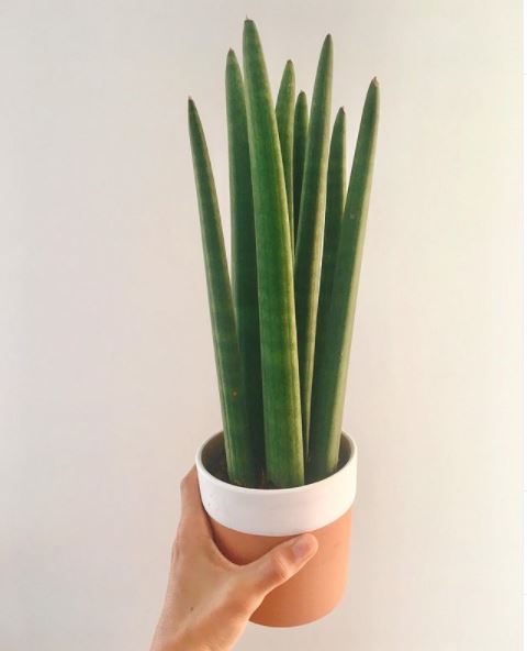 10 Jenis tanaman lidah mertua yang cocok dijadikan dekorasi rumah