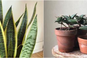 10 Jenis tanaman lidah mertua yang cocok dijadikan dekorasi rumah