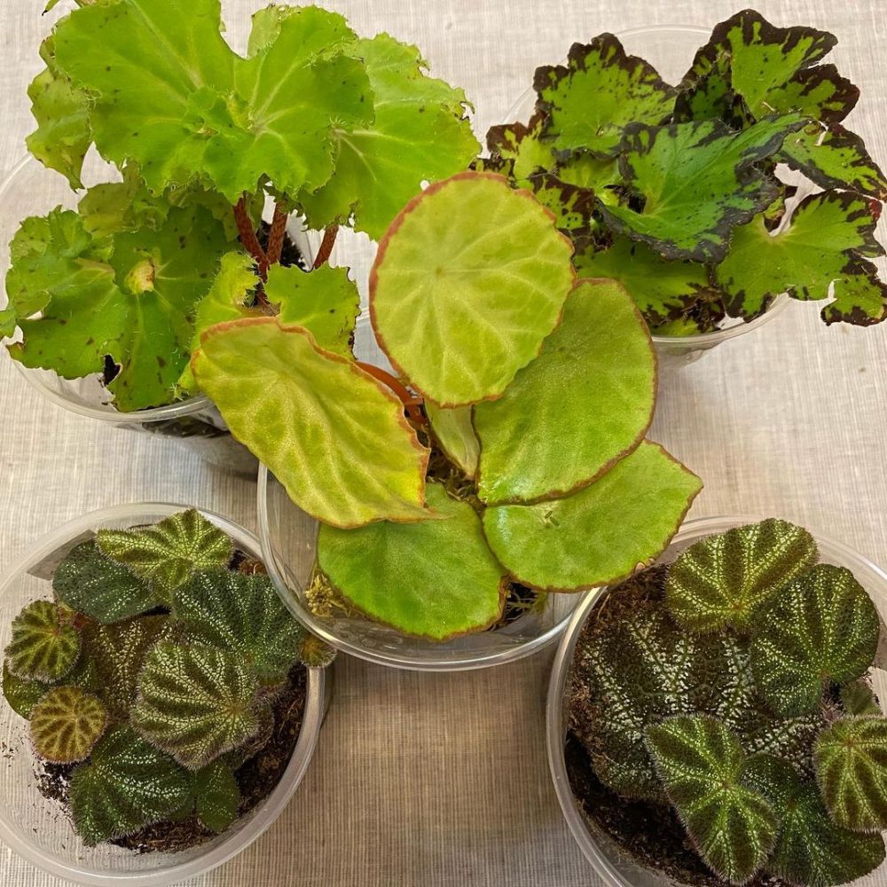 10 Jenis tanaman hias begonia, cocok digunakan untuk penghias rumah