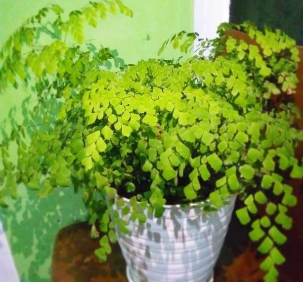 15 Jenis tanaman hias daun, beri efek segar di luar dan dalam rumah