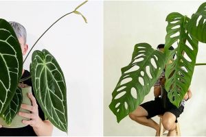 15 Jenis tanaman hias daun, beri efek segar di luar dan dalam rumah