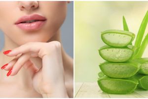 5 Cara membuat masker bibir dari lidah buaya, mudah dan cepat