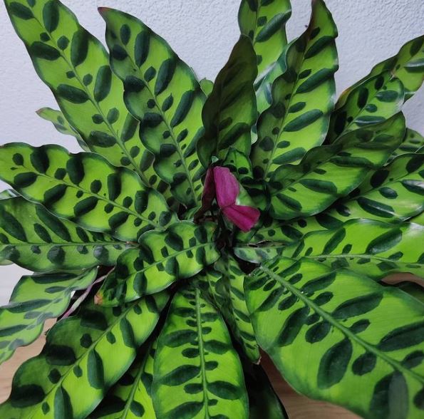 10 Jenis tanaman hias calathea, cocok untuk hiasan indoor