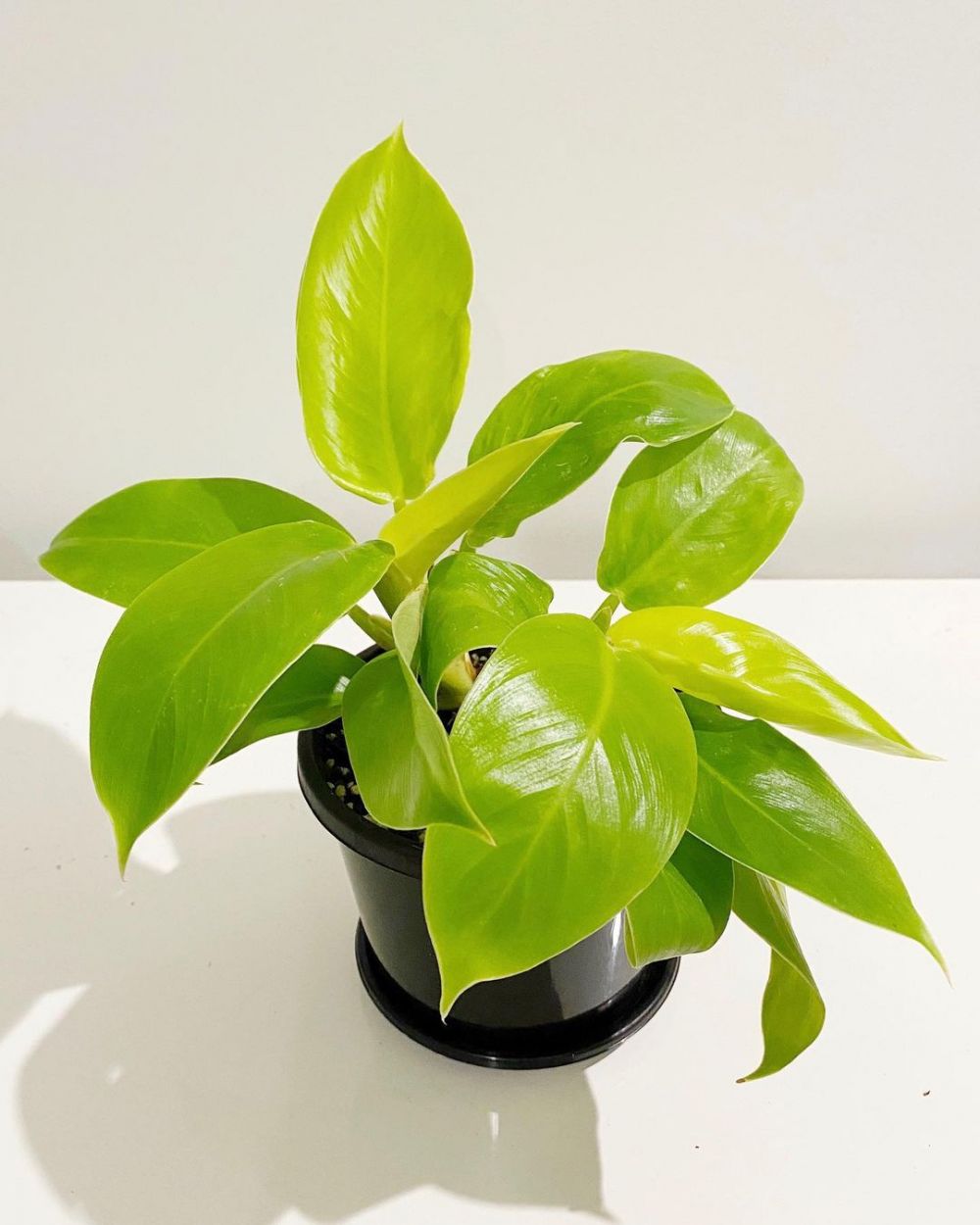 10 Jenis tanaman hias philodendron, memiliki bentuk daun yang cantik