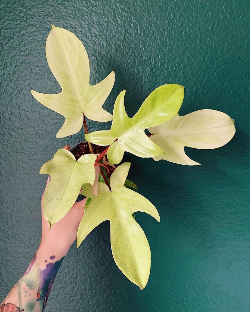 10 Jenis tanaman hias philodendron, memiliki bentuk daun yang cantik