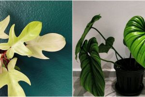 10 Jenis tanaman hias philodendron, memiliki bentuk daun yang cantik