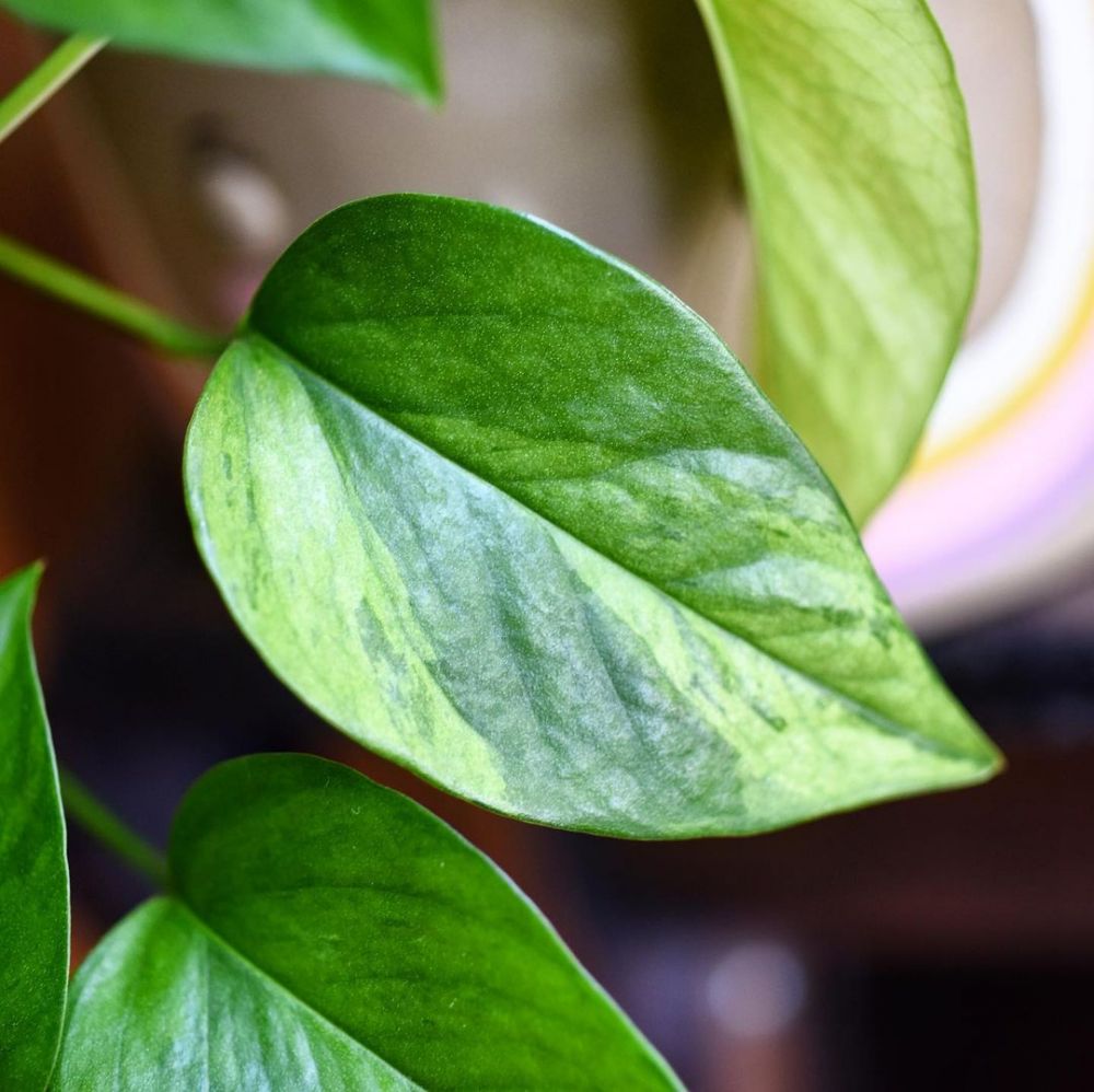 10 Jenis tanaman sirih gading dengan corak menarik, bisa jadi dekorasi