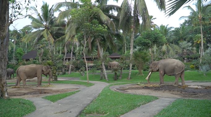 8 Momen Titiek Soeharto dijemput gajah untuk sarapan, curi perhatian
