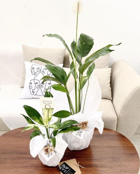 10 Jenis tanaman hias indoor, bantu percantik ruangan dalam rumah