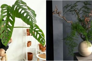 10 Jenis tanaman hias indoor, bantu percantik ruangan dalam rumah