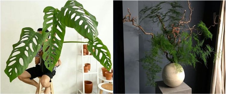 10 Jenis  tanaman  hias indoor bantu percantik ruangan 