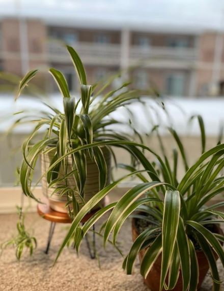 10 Jenis tanaman hias pembersih udara, bikin rumah bebas racun