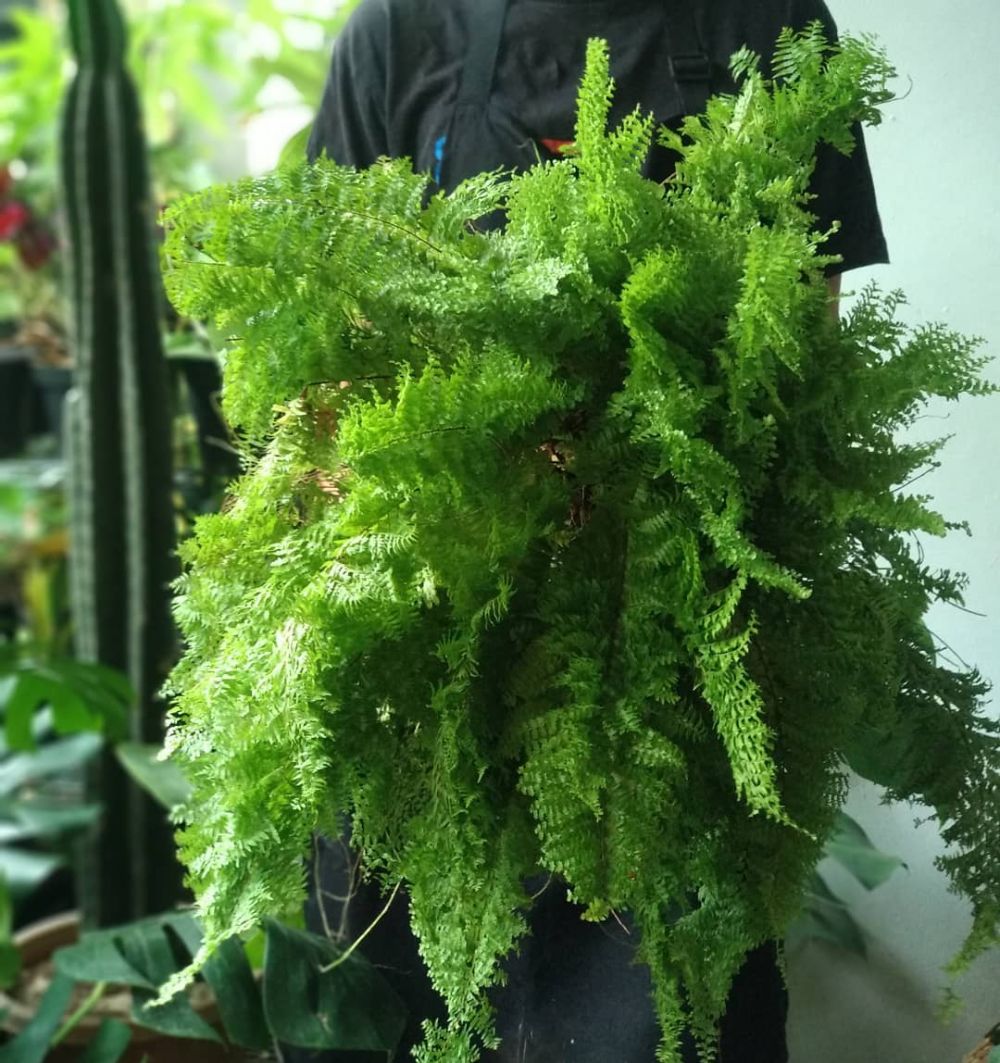 10 Jenis tanaman hias pembersih udara, bikin rumah bebas racun