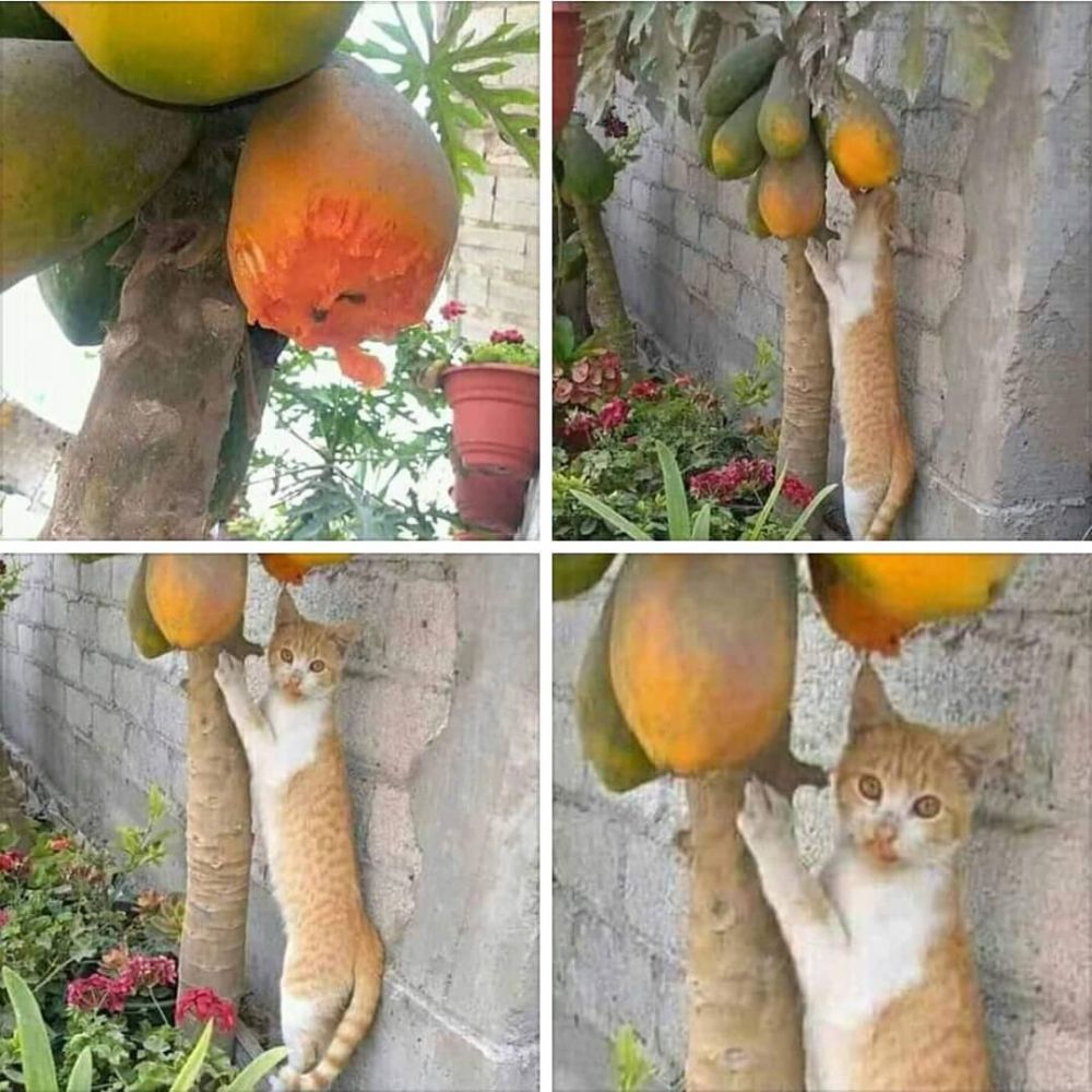 10 Cara orang makan buah ini malah bikin dahi berkerut