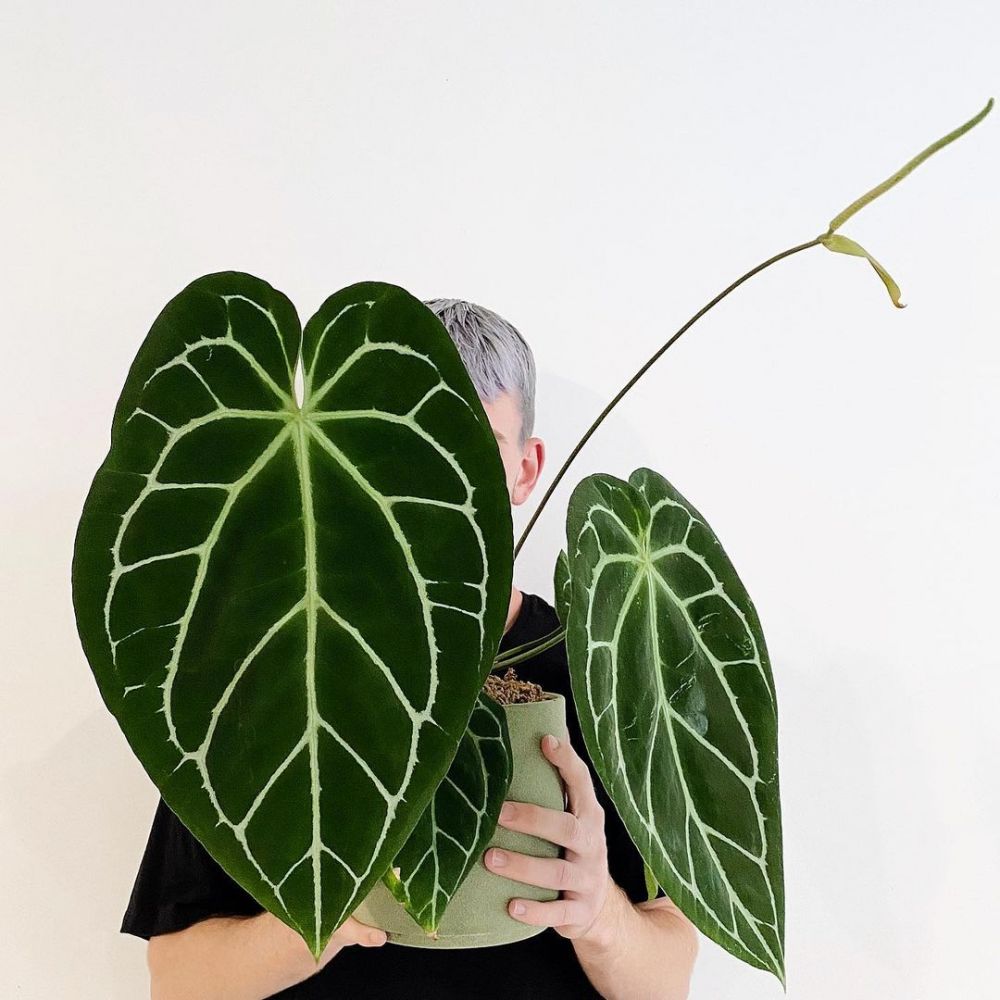 10 Jenis tanaman hias Anthurium, bisa dijadikan hiasan indoor