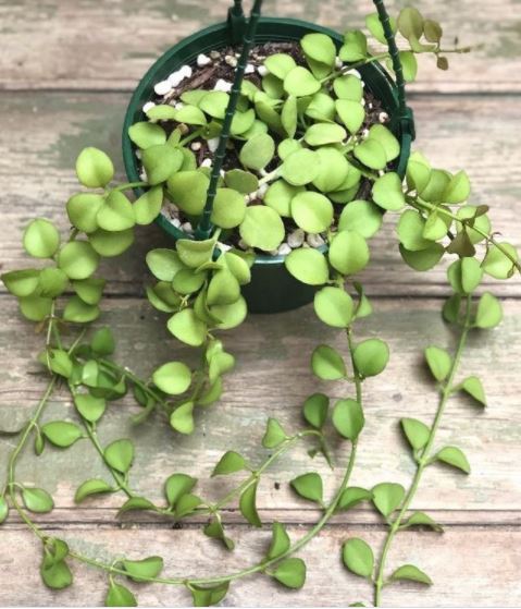 10 Jenis tanaman cocok untuk vertical garden, tahan sinar matahari