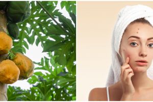 17 Manfaat daun pepaya untuk kecantikan dan kesehatan, atasi jerawat
