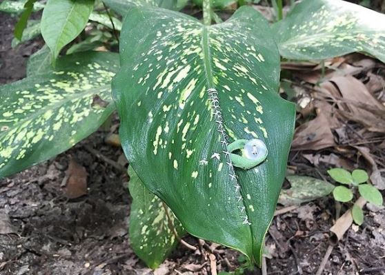 9 Cara unik dan nyeleneh pakai kancing ini bikin gagal paham