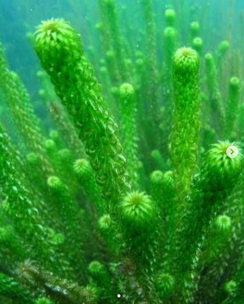 10 Jenis tanaman air penghias kolam ikan, cantik dan mudah dirawat