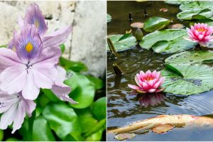10 Jenis tanaman air penghias kolam ikan, cantik dan mudah dirawat