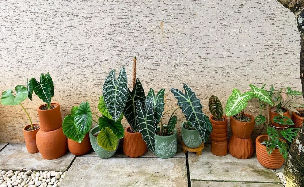 10 Potret koleksi tanaman hias Meisya Siregar, rumah jadi kian asri
