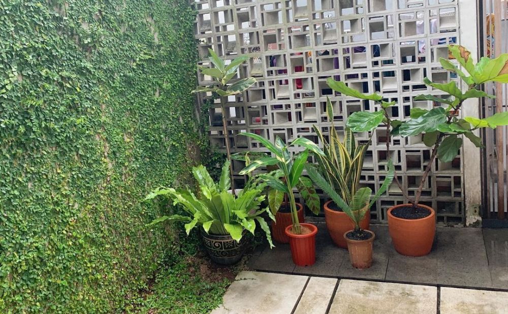 10 Potret koleksi tanaman hias Meisya Siregar, rumah jadi kian asri