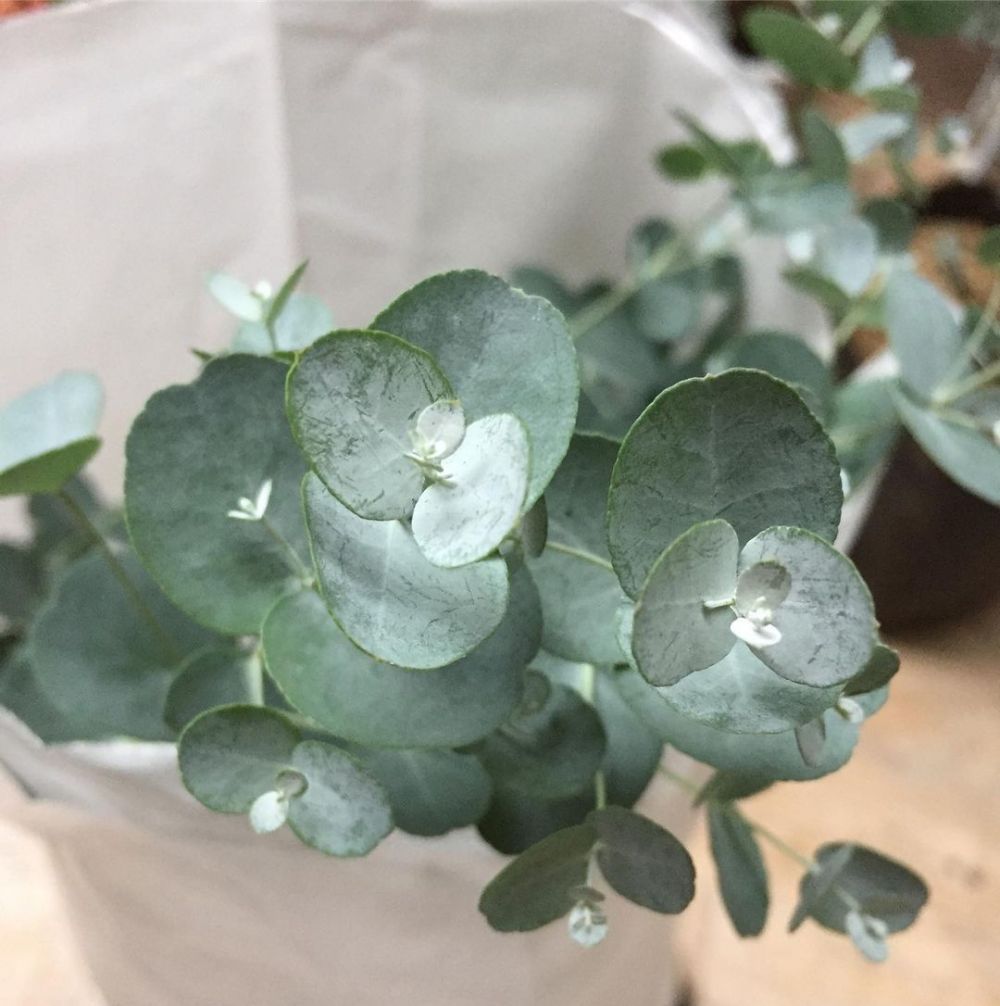 10 Jenis tanaman pengusir serangga, bisa sekaligus penghias ruangan